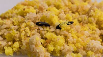 Birdfood / Haiths
